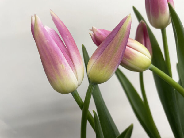 ロイヤルテン　チューリップ