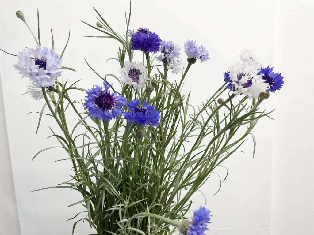 矢車菊の品種名ファンタスティックブルーの花の画像