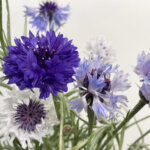 ファンタスティックブルー　矢車菊（矢車草）