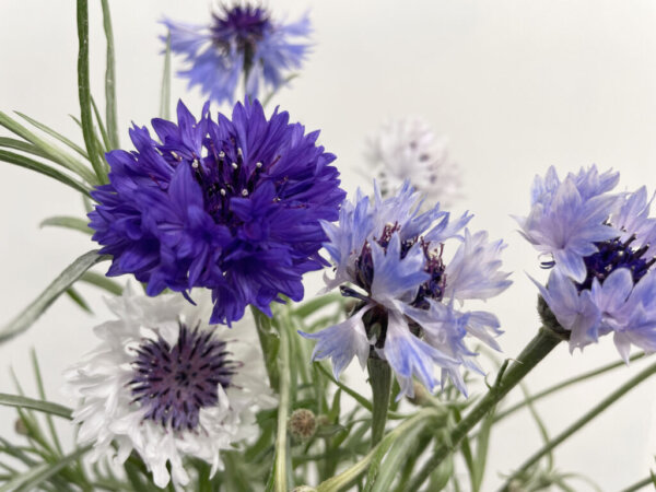 ファンタスティックブルー　矢車菊（矢車草）