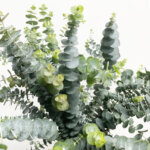 ベイビーブルー　ユーカリ