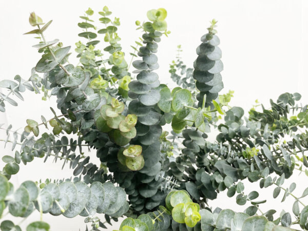 ベイビーブルー　ユーカリ