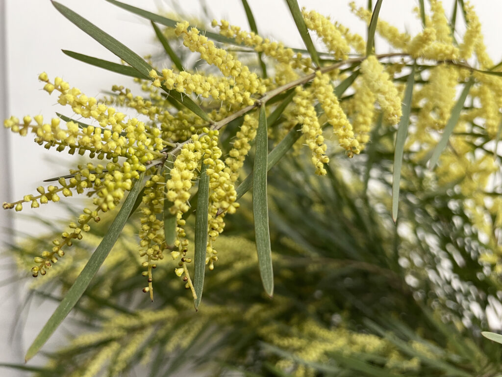 フロリバンダ アカシア | 【 切り花✿図鑑 】写真と名前別、季節別、月別、色別、種類別で探せる切り花専門の花図鑑