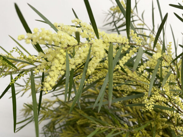 フロリバンダ　アカシア