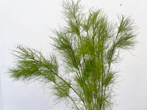 ディンゴファーン