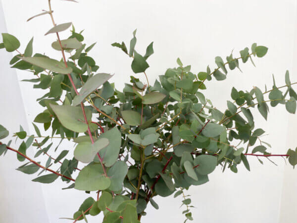 ブリッジシアナ　ユーカリ