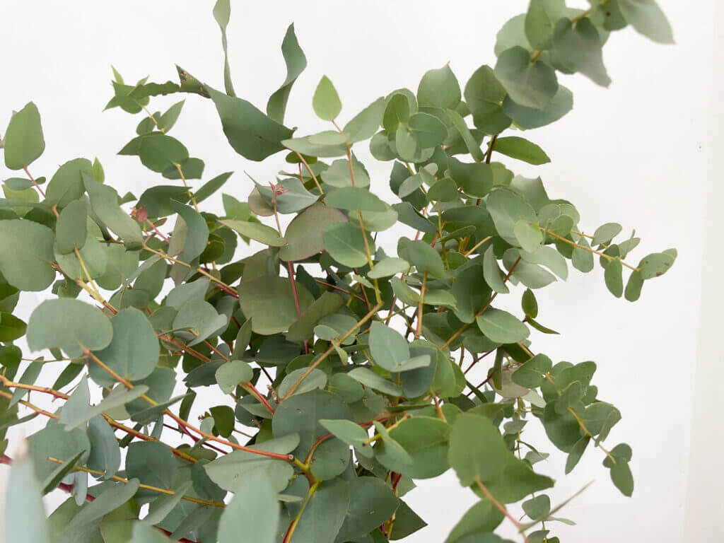 ユーカリの品種名ブリッジシアナの葉の画像