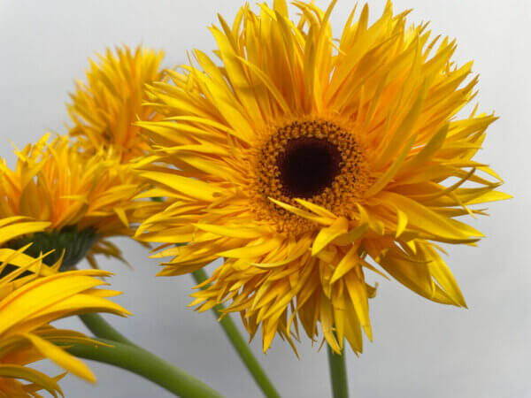 スターダスト　大輪ガーベラ（スパイダー咲き）