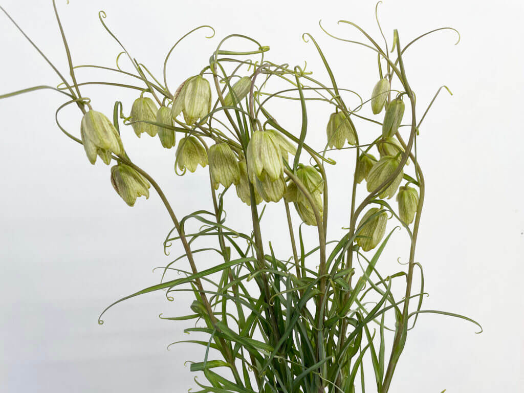 バイモユリ、アミガサユリの花の画像