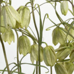 バイモユリ（貝母百合） アミガサユリ（編笠百合）