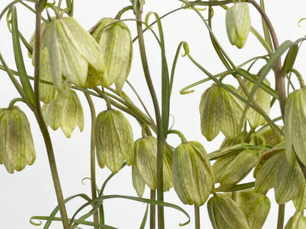 バイモユリ（貝母百合） アミガサユリ（編笠百合）