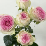 ジェラート　スプレーバラ