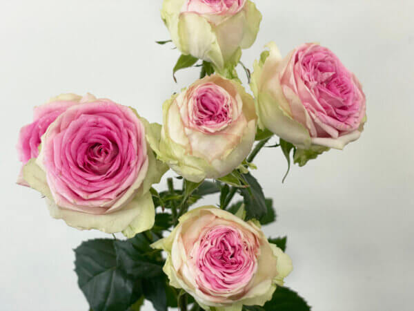 ジェラート　スプレーバラ