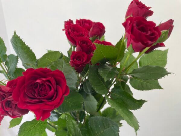 レッドエナジー　スプレーバラ