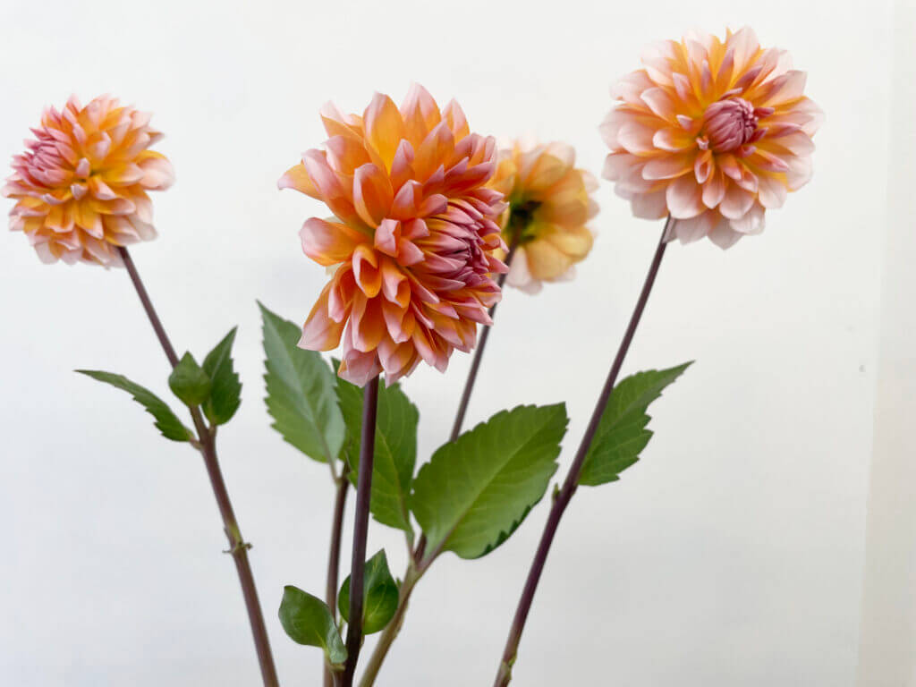 ダリアの品種名ペアビューティの花の画像