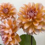 ペアビューティ　ダリア