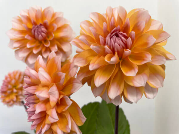 ペアビューティ　ダリア