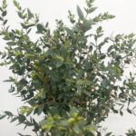 パルビフォリア　ユーカリ