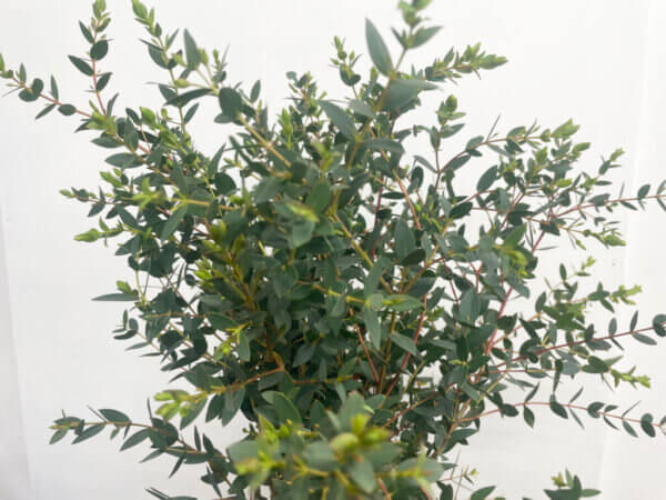 パルビフォリア　ユーカリ