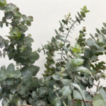 銀丸葉(シネレア) ユーカリ