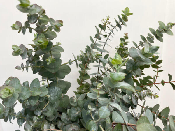 銀丸葉（シネレア）　ユーカリ