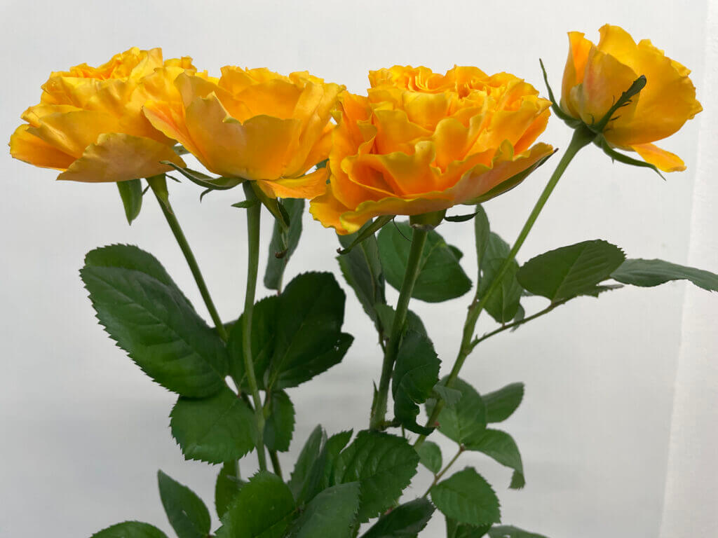 バラの品種名マンゴーリーバーの花の画像