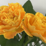 マンゴーリーバー バラ(薔薇)