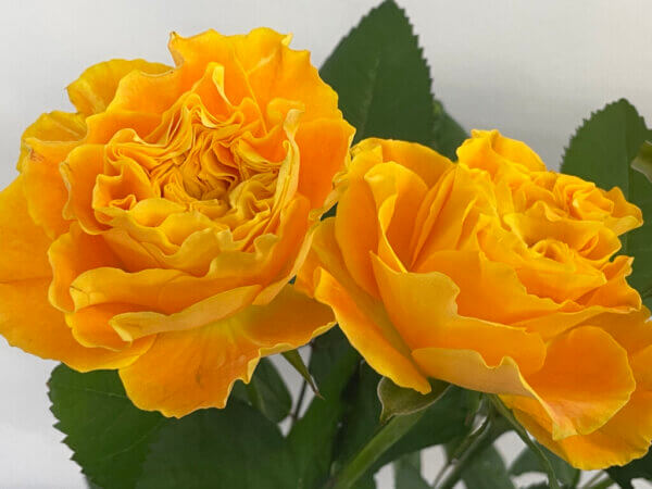 マンゴーリーバー　バラ（薔薇）