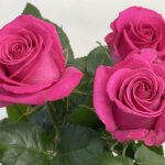 ボヌール バラ(薔薇)