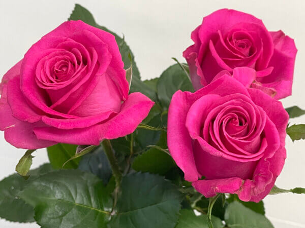 ボヌール　バラ（薔薇）