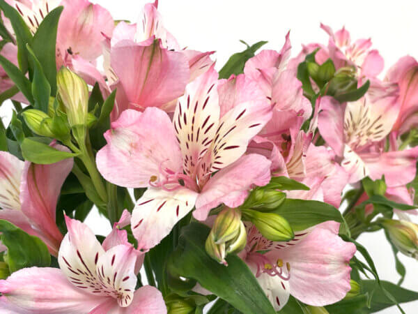 ピンクパフェ　アルストロメリア