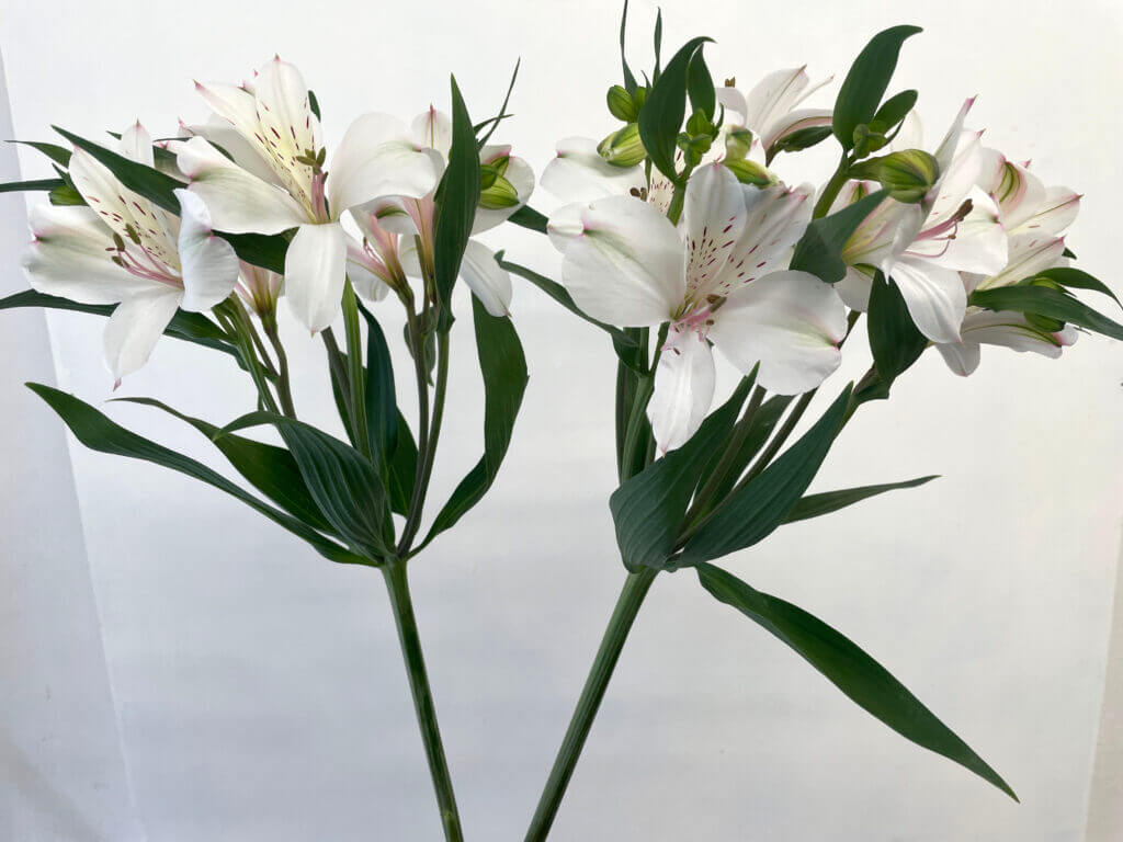 アルストロメリアの品種名ホワイトハートの花の画像