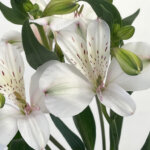 ホワイトハート　アルストロメリア