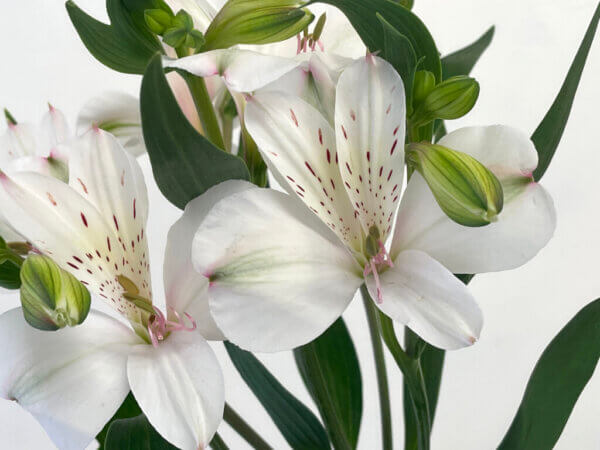 ホワイトハート　アルストロメリア