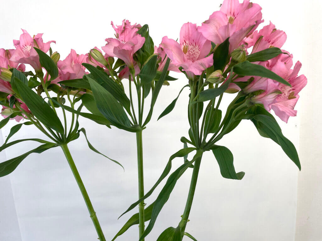 アルストロメリアの品種名プリマドンナの花の画像