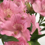 アルストロメリア『プリマドンナ』(Alstroemeria 'Primadonna')