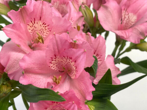 アルストロメリア『プリマドンナ』（Alstroemeria 'Primadonna'）