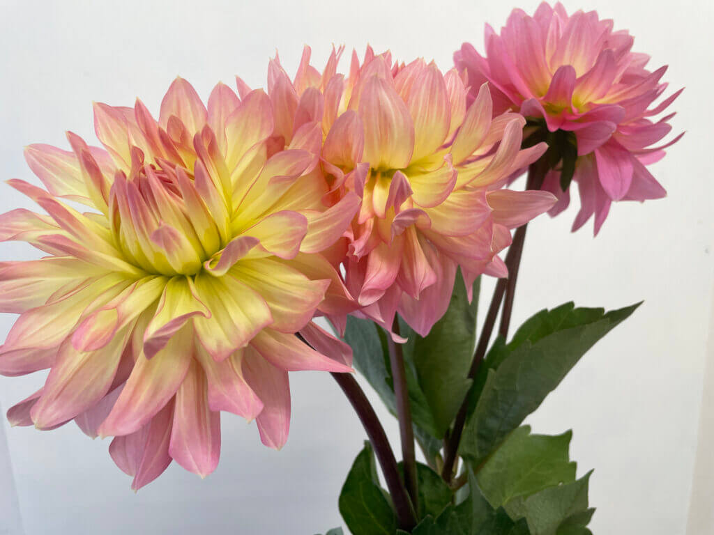 ダリアの品種名ムーンワルツの花の画像
