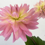 ダリア『ムーンワルツ』（Dahlia 'Moon Waltz'）