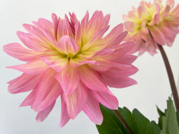 ダリア『ムーンワルツ』（Dahlia 'Moon Waltz'）