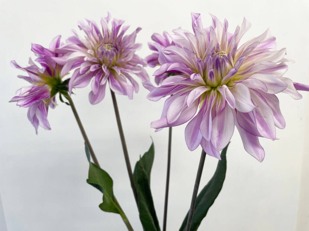 ダリアの品種名ノーブルライトの花の画像