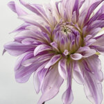 ダリア『ノーブルライト』（Dahlia 'Noble Light'）