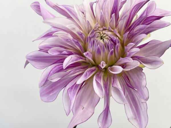 ダリア『ノーブルライト』（Dahlia 'Noble Light'）