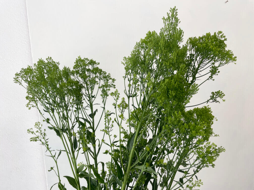 夕霧草の品種名ブリバグリーンの花の画像