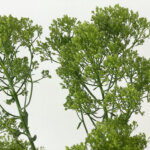 夕霧草『ブリバグリーン』（Trachelium 'Briba Green'）