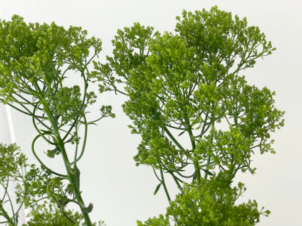 夕霧草『ブリバグリーン』（Trachelium 'Briba Green'）