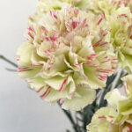 カーネーション『モチ』（Carnation 'Mochi'）