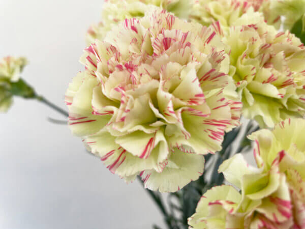 カーネーション『モチ』（Carnation 'Mochi'）