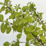 アメリカテマリシモツケ（Physocarpus opulifolius）