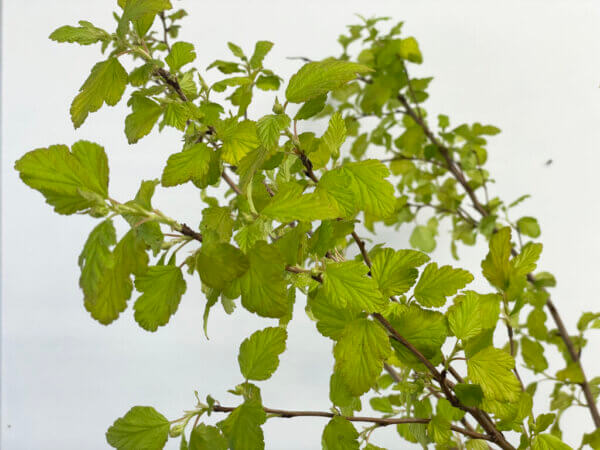 アメリカテマリシモツケ（Physocarpus opulifolius）